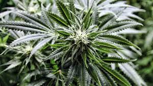 marijuana flower.jpg marijuana flower.jpg